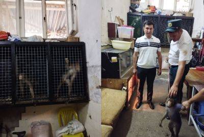 В Минэкологии объяснили видео с беспризорной обезьяной, которая бегала по Ташкенту
