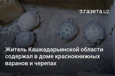 Житель Кашкадарьинской области содержал дома краснокнижных варанов и черепах