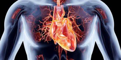 Познаем себя. Британские кардиологи создали самую подробную в мире карту сердца