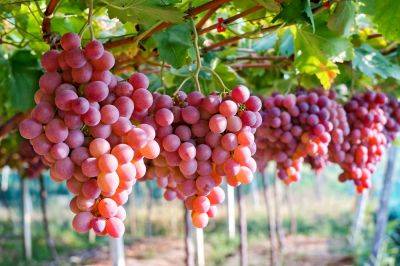 Хватит и на вино, и на консервацию: что нужно посадить под виноградом для мощного урожая