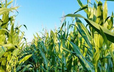 США улучшили прогноз производства и экспорта кукурузы в Украине - korrespondent.net - США - Украина - Италия - Германия - Франция - Испания - Канада - Аргентина