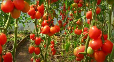 Попробуйте полить помидоры по такой схеме: вы будете удивлены размерам и сладкому вкусу