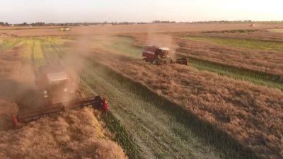 Массовую уборку зерновых культур и рапса в Беларуси планируют начать 18-20 июля