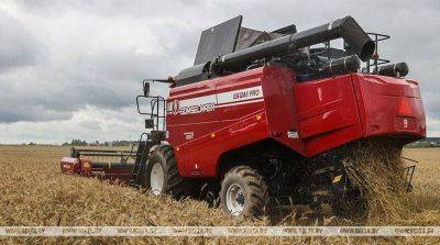 Озимый рапс на зерно в Беларуси убрали с более чем 13 тыс. га