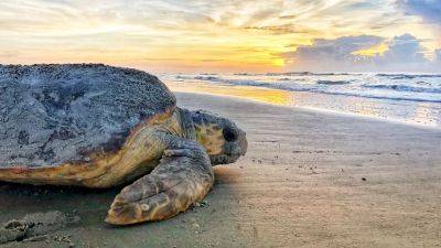 Морские черепахи откладывают яйца на пляжах Адриатики