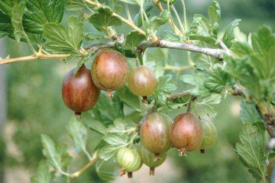 Крыжовник - польза ягод для здоровья - какие витамины содержит и как влияет на организм