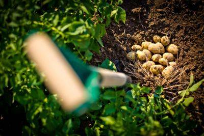 Что посадить после сбора картофеля – лайфхак для огородников - apostrophe.ua - Украина