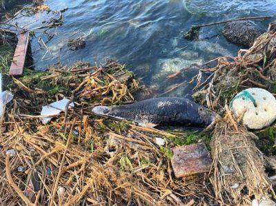 На берег одесского пляжа "Дельфин" выбросило труп молодого дельфина