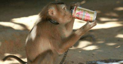 Распивала алкоголь с людьми: пьяная обезьяна за 3 месяца напала на 4 тысячи человек