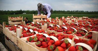 В Польше призывают ЕС прекратить импорт замороженных ягод из Украины: в чем причина