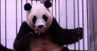 Впервые в истории: в южнокорейском зоопарке родились панды-близнецы (видео)