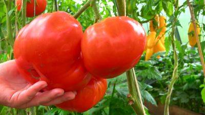 Приготовьте эту простую настойку и ваши помидоры будут крупными и мясистыми