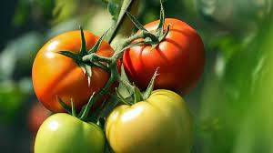 Будет и консервация, и томатный сок: как ускорить созревание помидоров. Четыре простых способа