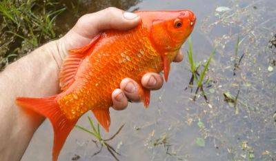 Чем в июле прикормить "сонную" рыбу: секреты опытных рыбалок