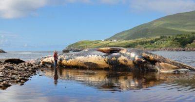 Вскрытие огромного мертвого кита остановили из-за возможного взрыва трупа: как это может быть (фото)
