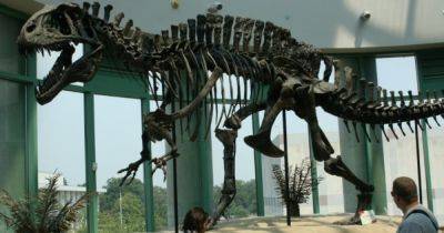 "Это мечта": редкая находка возрастом 115 млн лет поможет ученым узнать о древнем динозавре - focus.ua - США - Украина - New York - шт. Мэриленд - Находка