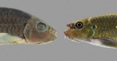 Популярная аквариумная рыба оказалась совершенно новым видом (фото)