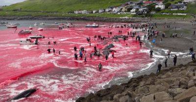 Вода стала красного цвета: 78 китов погибли на глазах у пассажиров круизного лайнера - focus.ua - Норвегия - Украина - Англия - Шотландия - Исландия - Фарерские Острова
