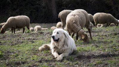 Французские пастухи снова нуждаются в услугах пату