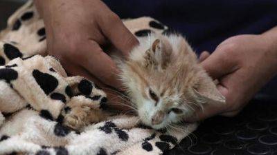 Внезапная болезнь уносит жизни кошек