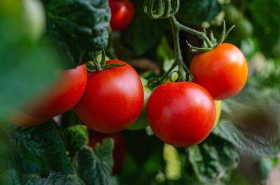 Пустоцветы на помидорах – какие причины и чем подкормить помидоры для роста плодов