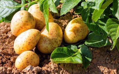 Картошка вырастет еще крупнее, чем обычно: что нужно сделать в августе