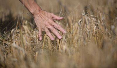 Rzeczpospolita: из Украины ввозят зерно в шокирующих объемах