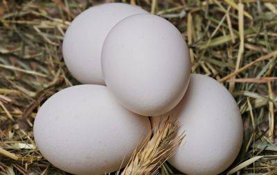 Украина запретила ввоз яиц и курятины из Польши