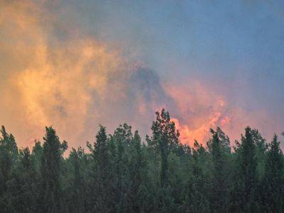 В Турции начались лесные пожары, людей эвакуируют