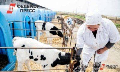 В Кургане инвестор вкладывает миллионы в строительство молочных ферм