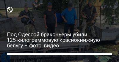 Под Одессой браконьеры убили 125-килограммовую краснокнижную белугу – фото, видео
