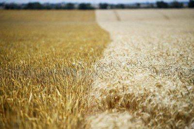 Злочевский: зерновая отрасль России потеряла за год около одного миллиарда долларов