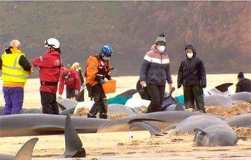В Шотландии выбросились на берег сразу 55 дельфинов