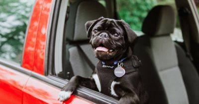Ветеринары рассказали, почему нельзя оставлять животных в автомобиле летом