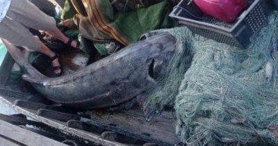 Рыбалка на 51 тысячу: под Одессой браконьеры убили краснокнижную рыбу весом 125 кг (видео)