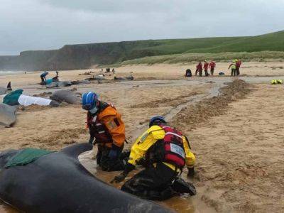 Более 50 китов погибли: животные выбросились на мель на шотландском острове
