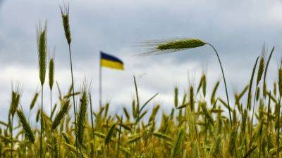 Отмена зерновой сделки вызвала рост мировых цен на пшеницу и кукурузу