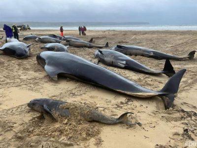 В Шотландии на берег выбросилось сразу 55 дельфинов