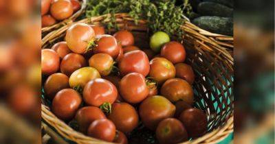 Никогда не охлаждайте недозрелые: как хранить помидоры, чтобы они оставались свежими и ароматными