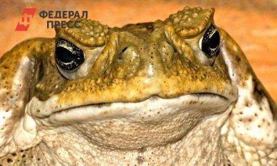 Байкальская жаба, каменный нож: какие странные вещи продают иркутяне за миллионы