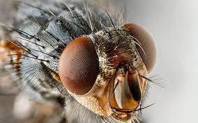 Как выгнать мух из дома – пакет с водой на дверях или окне дезориентирует мух - фото