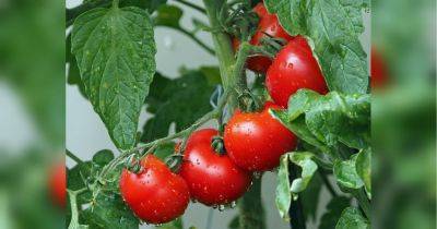 Не упустите момент: обязательно используйте эту чудо-подкормку во время цветения томатов