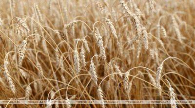 Зерновые и зернобобовые культуры в Беларуси убраны почти на 8% площадей