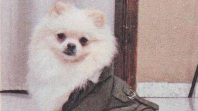 В Хайфе похитили породистую собаку и потребовали выкуп