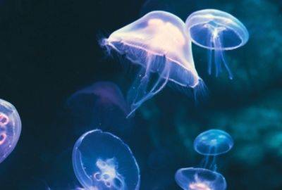 Крупная популяция медуз пришла к берегам Израиля