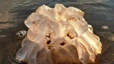 В Израиле говорят о появлении новых опасных медуз, ученый внес разъяснения