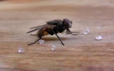 Как отпугнуть назойливых мух от дома: простые народные средства