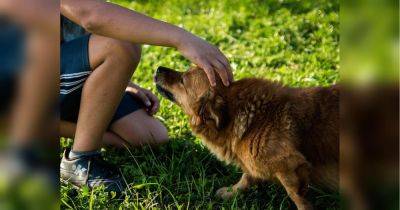 В киевском парке поймали насильника собак