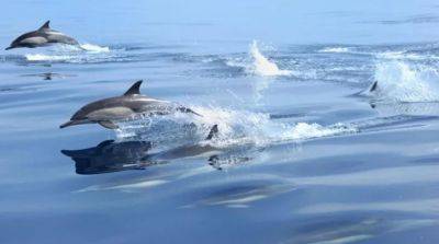 В Японии дельфины напали на отдыхающих. Это уже шестой случай - obzor.lt - Япония - Нападение