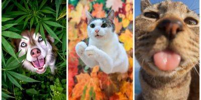 Самые смешные фото с животными. Премия Comedy Pet Photography Awards — 2023 представила финалистов